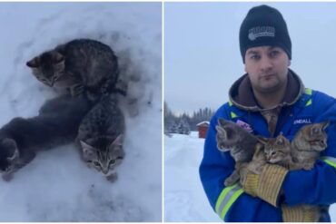 kittens rescue