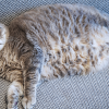 why does my cat have a saggy belly