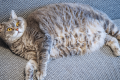 why does my cat have a saggy belly