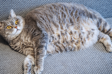 why does my cat have a saggy belly
