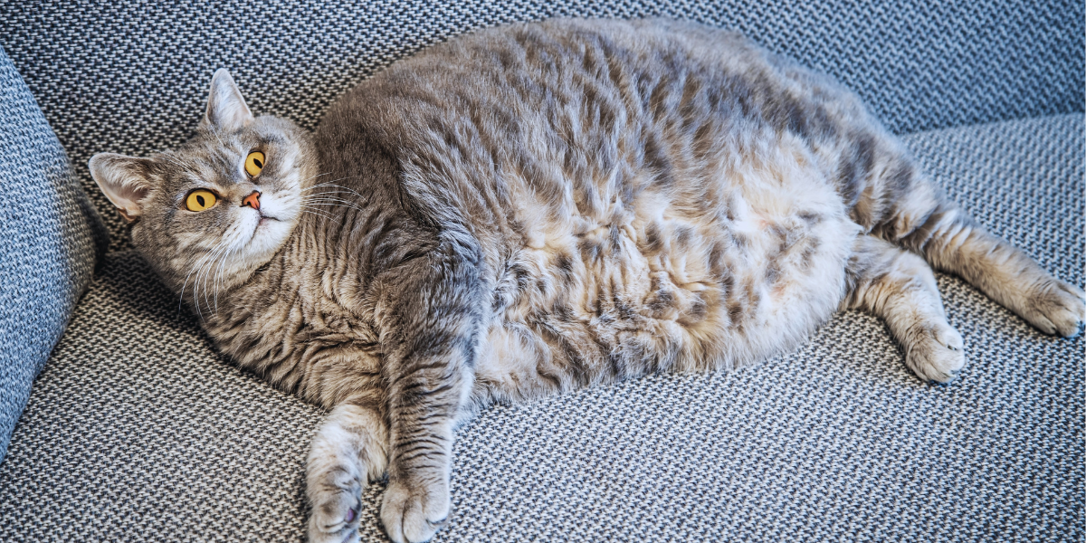 Why Does My Cat Have A Saggy Belly?