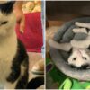world's worst cat