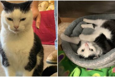 world's worst cat