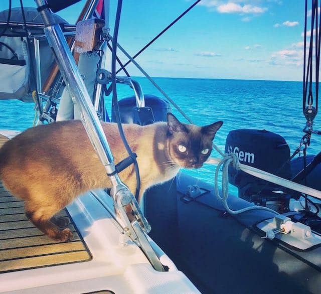 Miss Rigby The Boat Kitty