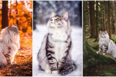 aslan the forest cat