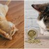 cats and catnip