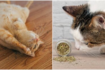 cats and catnip