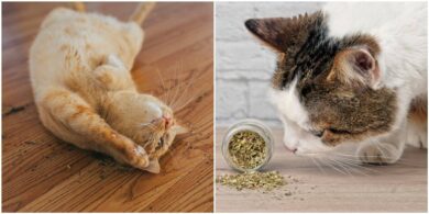 cats and catnip
