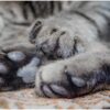 declawing your cat