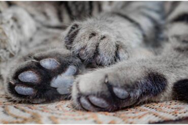 declawing your cat