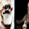 facts about polydactyl cats