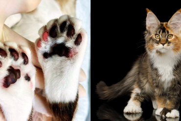 facts about polydactyl cats