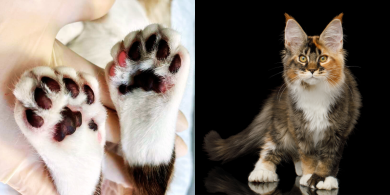 facts about polydactyl cats