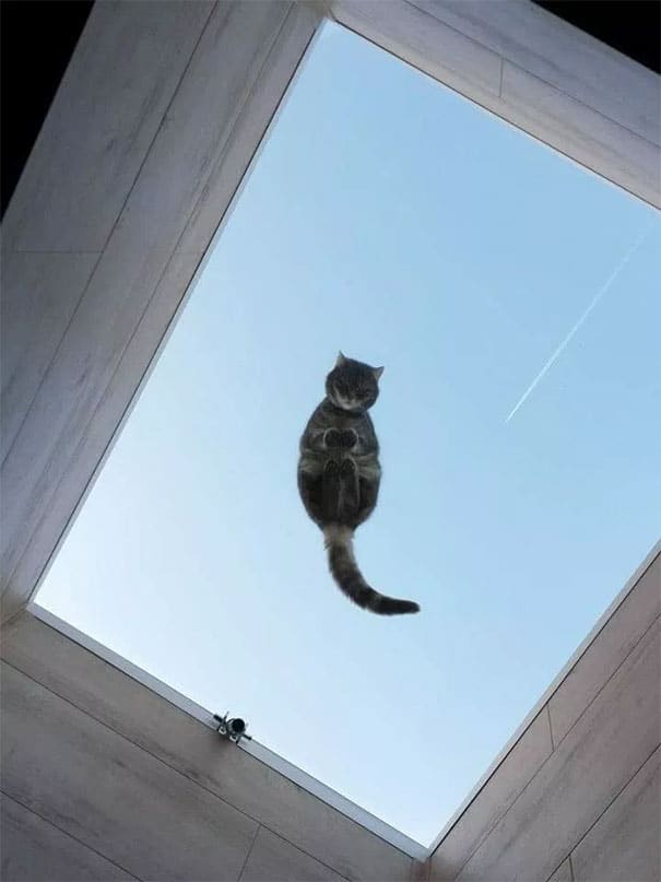 cats and glass