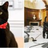 gladstone the treasury cat
