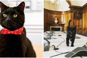 gladstone the treasury cat