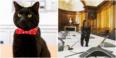 gladstone the treasury cat