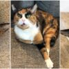 lilly the eyebrow cat