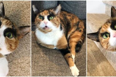 lilly the eyebrow cat
