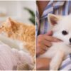 PETA pets feature