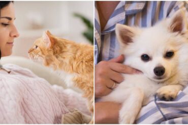 PETA pets feature