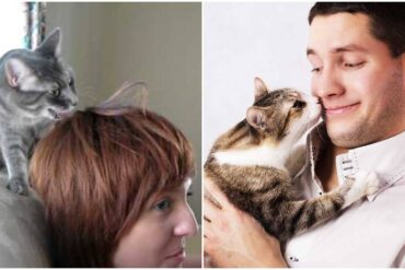 why does my cat lick or chew my hair
