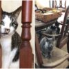 barn cats