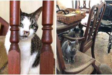 barn cats