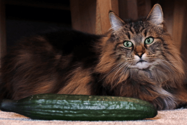why don't cats like cucumbers?