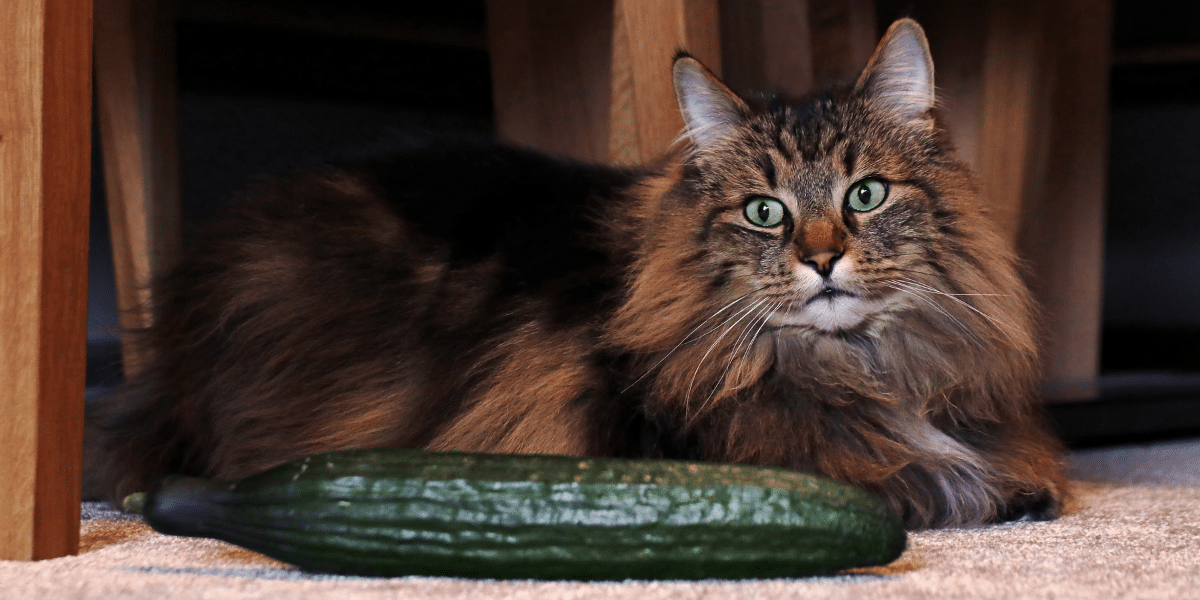 Picture of Why Are So Many Cats Afraid Of Cucumbers? – KeyPetCare.com