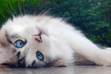 the cat brain