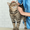 cat vet music