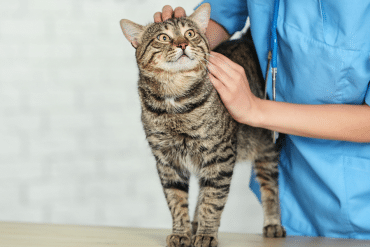 cat vet music