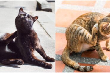what is feline dermatitis