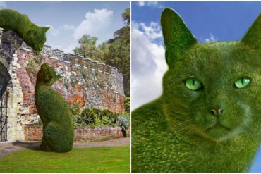 Topiary Cat