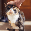 why do cat close their eyes when you pet them