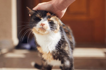 why do cat close their eyes when you pet them