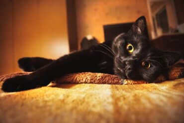 black cat at night