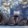 kittens visit aquarium