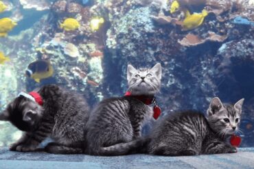 kittens visit aquarium