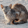 why do cats go away to die