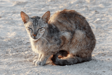 why do cats go away to die