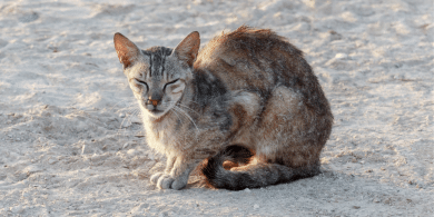 why do cats go away to die