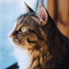 how do cats see