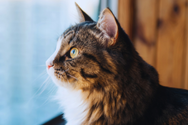 how do cats see