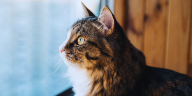 how do cats see