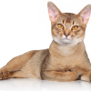 rarest cat coat colors