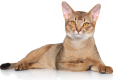 rarest cat coat colors