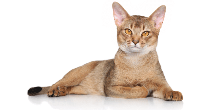 rarest cat coat colors