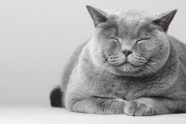 why do cats sit in the bread loaf position